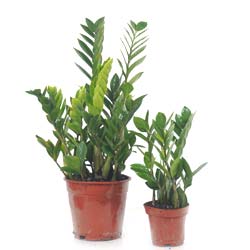 Zamioculcas / Zamioculcas zamiifolia